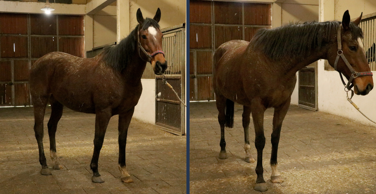 Çorlu’daki Milyonluk Safkanlar Satışta! TMSF’den Dikkat Çeken İhale