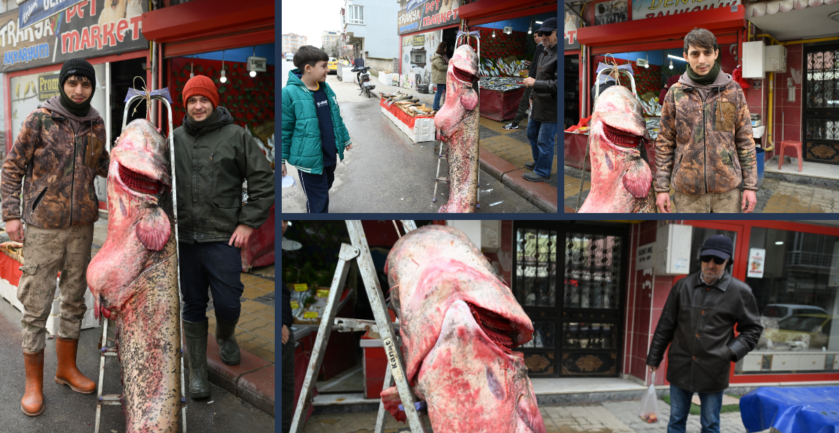 Edirne Meriç’ten Dev Canavar Çıktı! 102 Kiloluk Yayın Balığı Görenleri Şaşkına Çevirdi