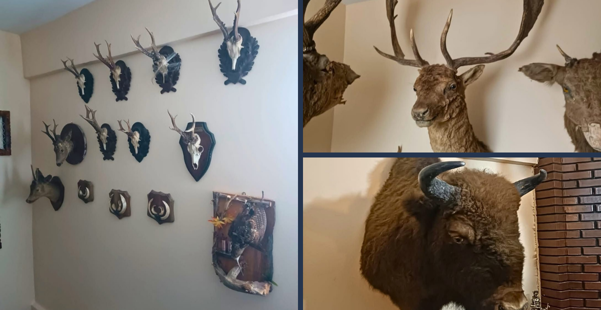 Evden Çıkanlar Şoke Etti! Tekirdağ Saray’da 40 Parça Yabani Hayvan Trofesi Ele Geçirildi