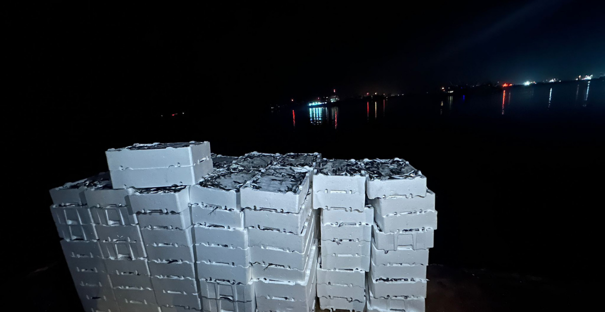 Kırklareli İğneada Açıklarında Yasal Sınırın Altında Avlanan 1,3 Ton İstavrite El Konuldu