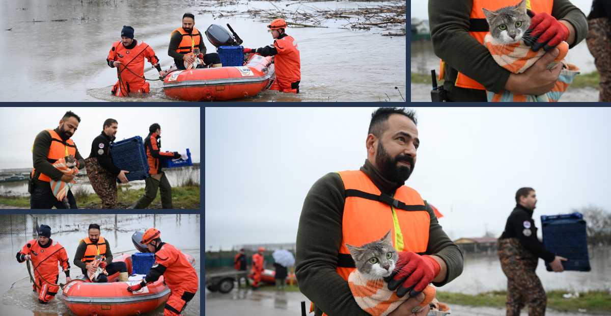 Sular Yükseldi, AFAD Harekete Geçti: Edirne’de Mahsur Kalan Hayvanlar Kurtarıldı