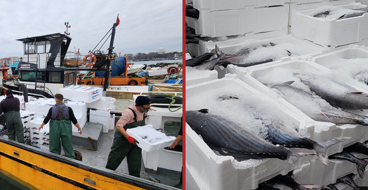 Tekirdağ Açıklarında Büyük Bolluk: 500 Kasa Torikle Döndüler