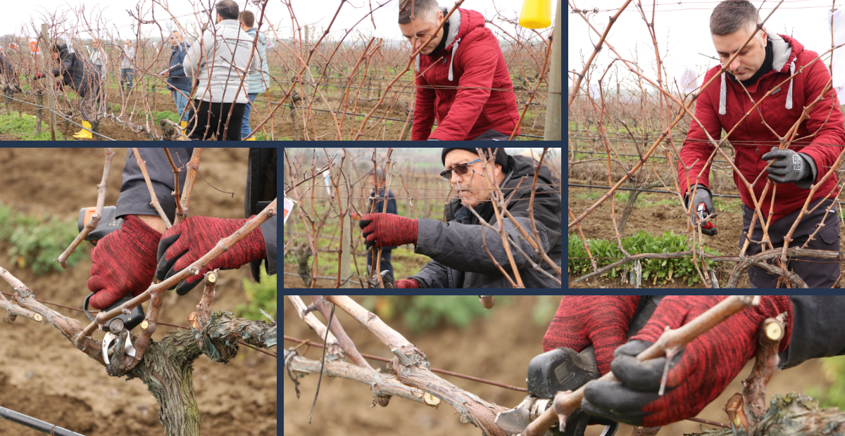Tekirdağ Bağlarında Altın Makas Heyecanı! Üreticiler Şampiyonluk İçin Kıyasıya Yarıştı