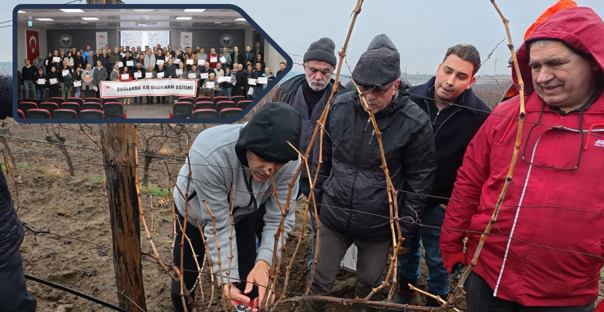 Tekirdağ’da Üreticilere Altın Değerinde Eğitim: Üzümde Verimi Katlayan Teknik Açıklandı