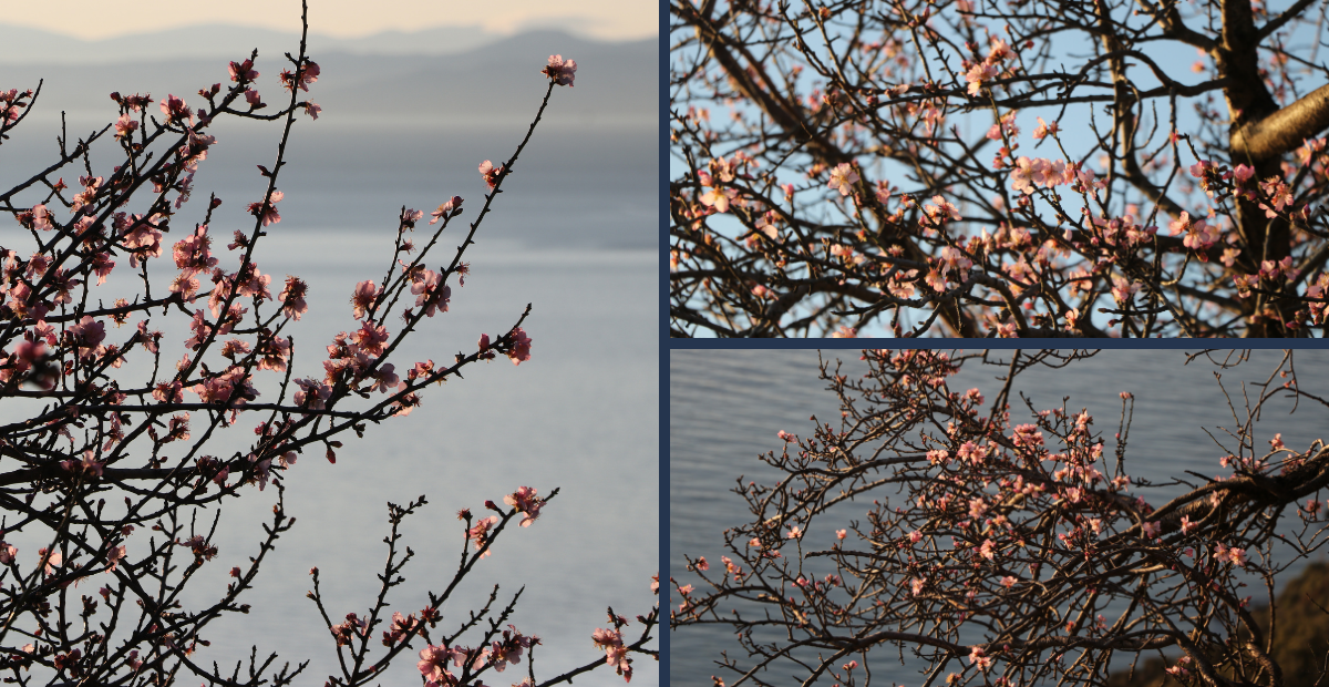 Tekirdağ’da Bahar Sürprizi: Badem Ağaçları Bir Anda Çiçeklere Büründü