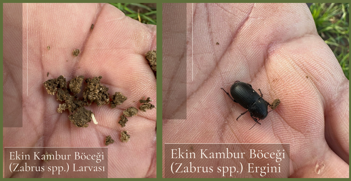 Tekirdağ’da Hububat Tarlalarında “Ekin Kambur Böceği” Tespit Edildi